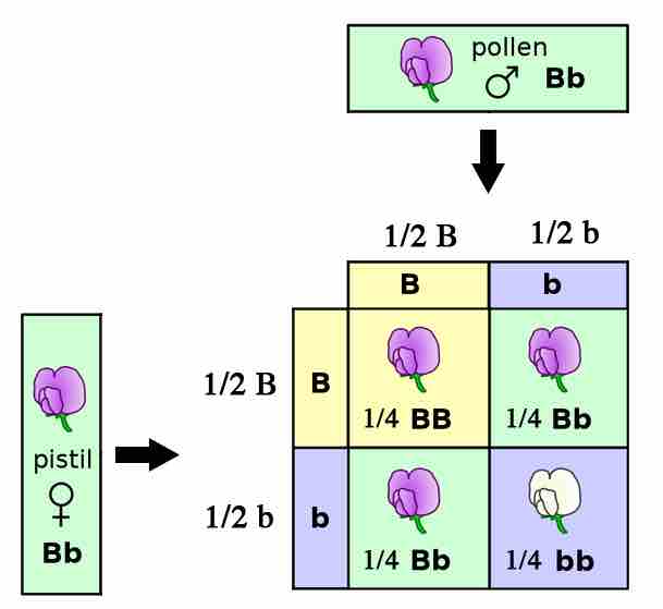 Role of probability in segregation of alleles and fertilization