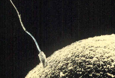 Sperm fertilizing an egg