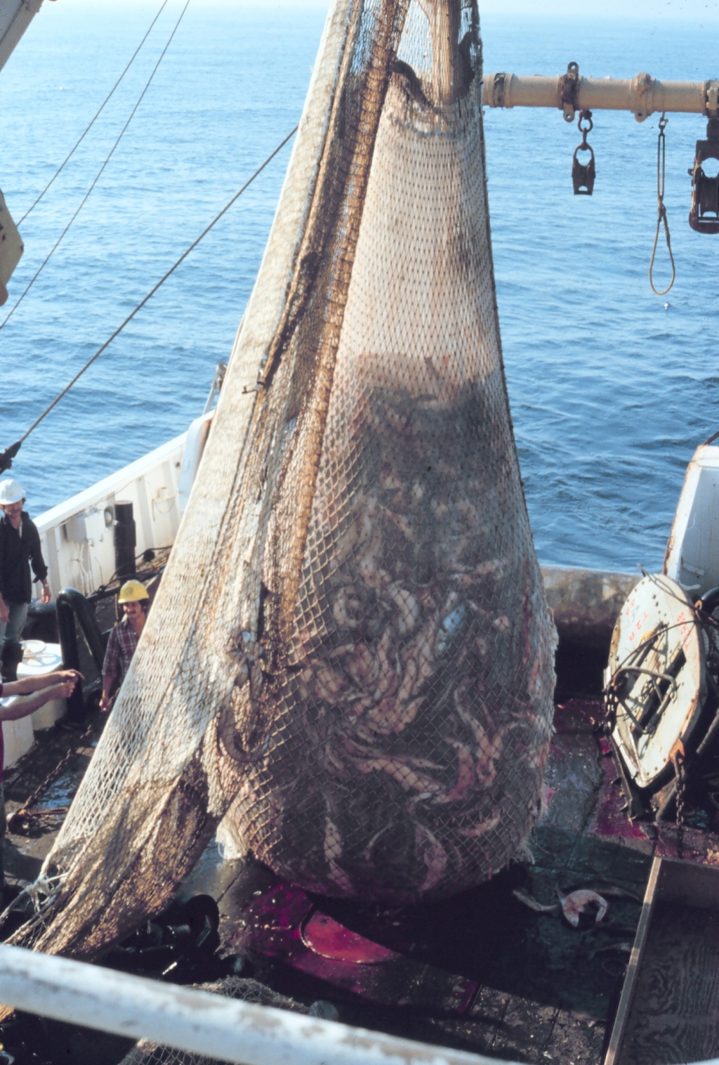 Cod trawler and net