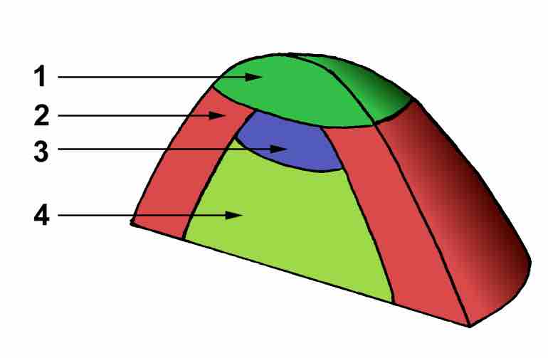 Meristematic zones