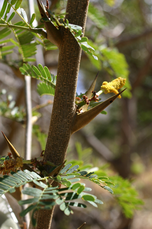 Acacia collinsii