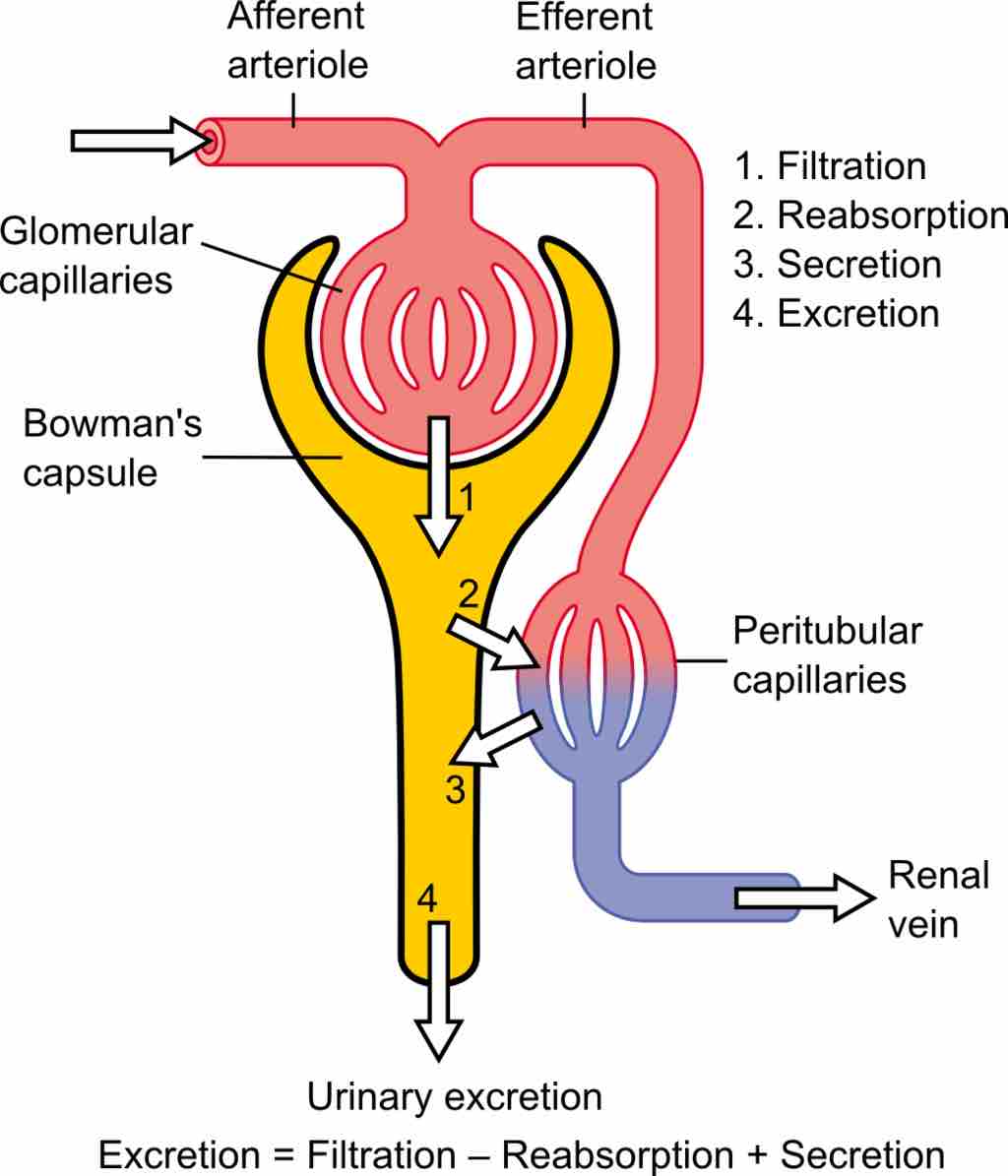 Tubular secretion