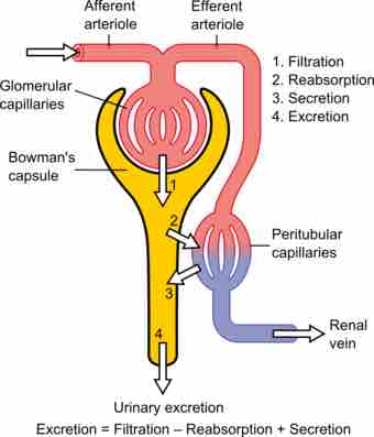 Physiology of nephron