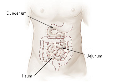 Small intestine