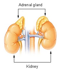 Adrenal glands