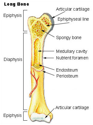 Illu long bone