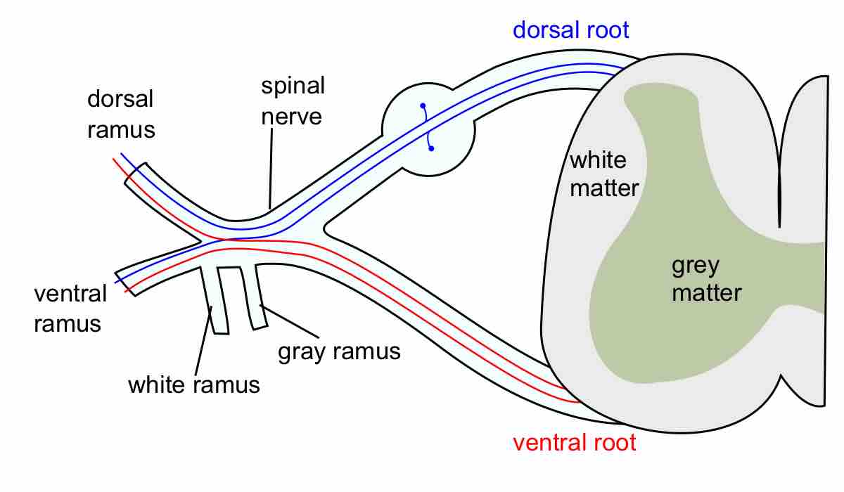 A spinal nerve