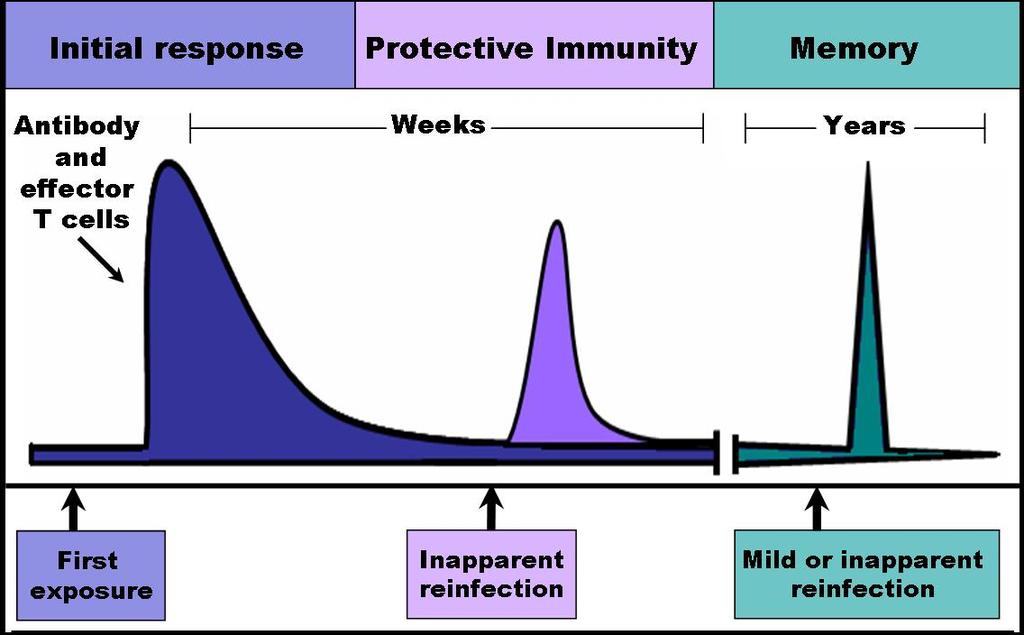 The Time Course of an Immune Response