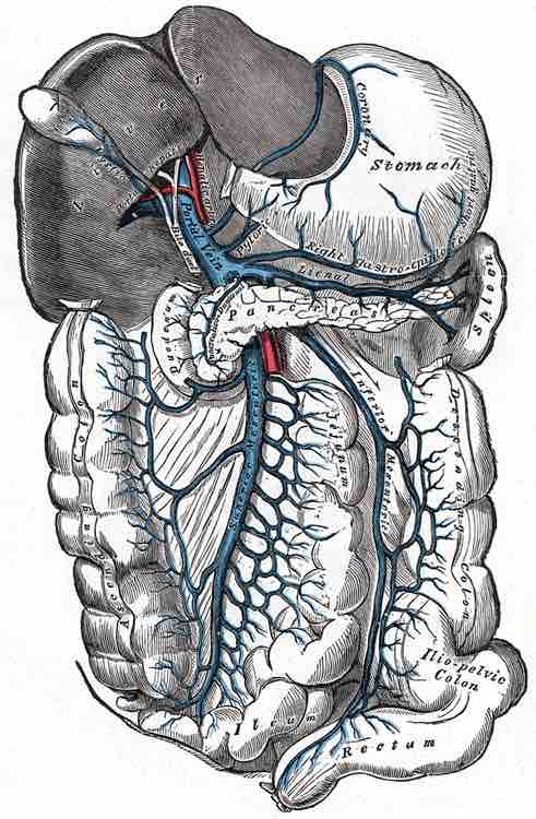 Hepatic portal circulation