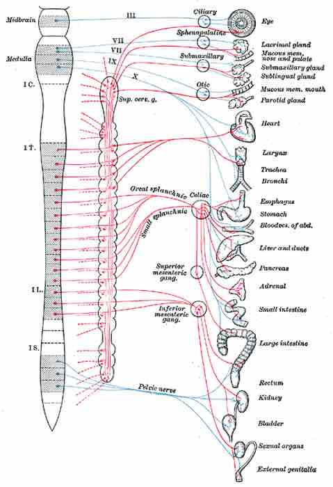 Nerve innervation of the autonomic nervous system