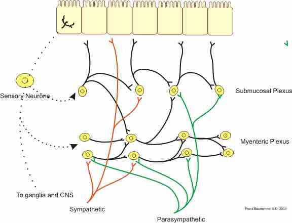 Neural control of the gut