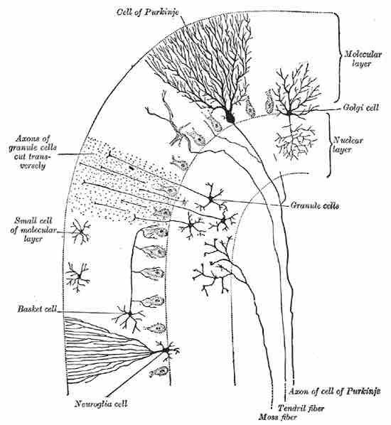 Cells of the Cerebellum