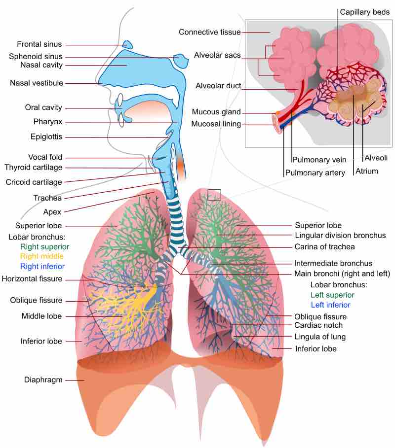 Iratory system complete en