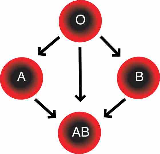 Blood compatibility