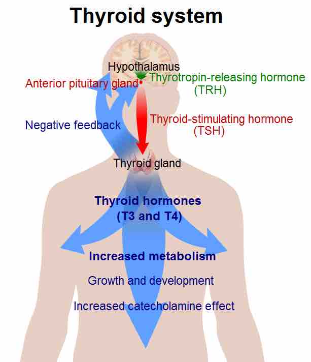 Thyroid system