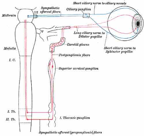 Anatomy of an autonomic ganglion