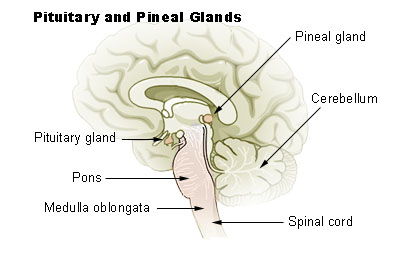 The brain stem with pituitary and pineal glands