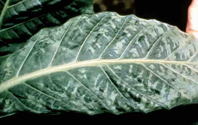 Tobacco Mosaic Disease