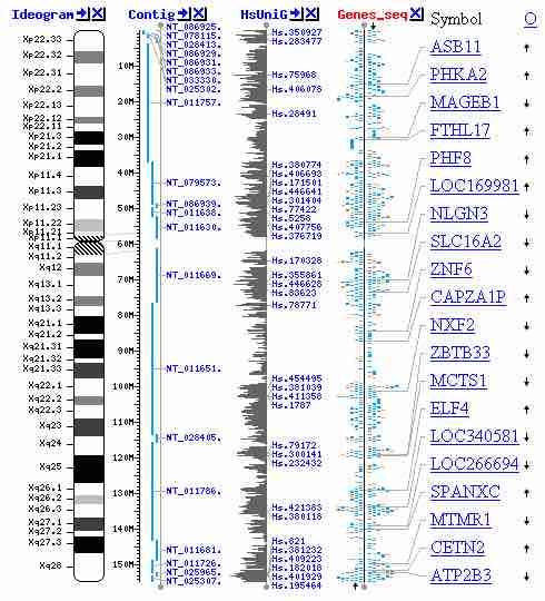 Map of the human X chromosome