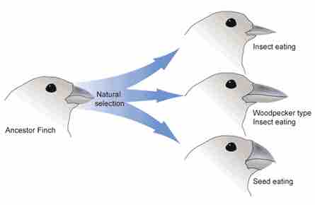 Adaptive evolution in finches