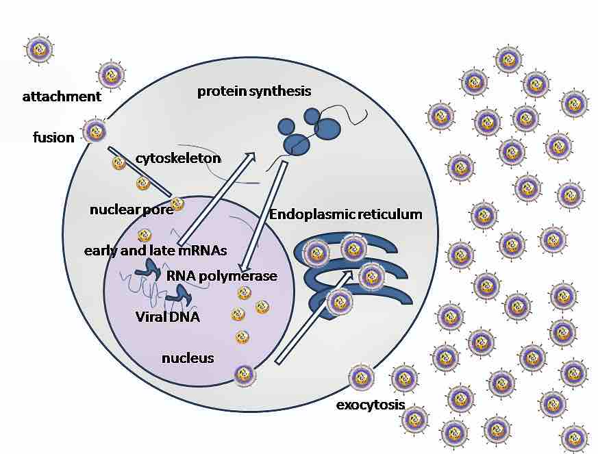 Virus replication