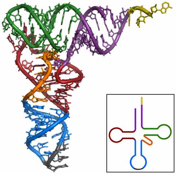 The three dimensional shape taken by tRNAs.