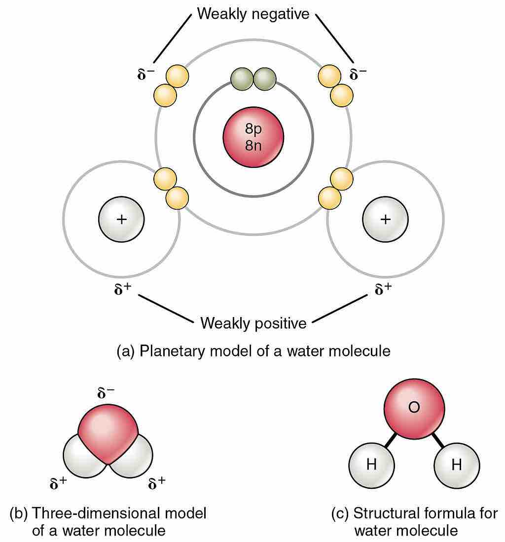 Polarity of the water molecule