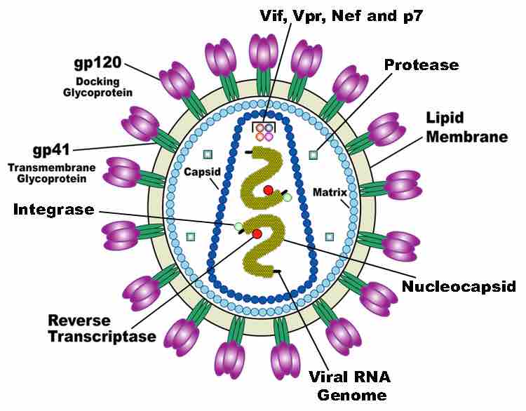 Origin of HIV-1 M: An Example of Molecular Clock Application