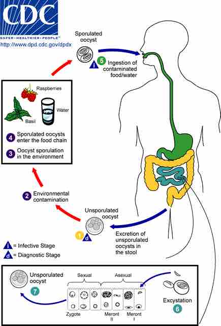 Life cycle of cyclospora