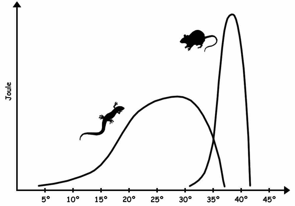 Homeotherm vs. Poikilotherm