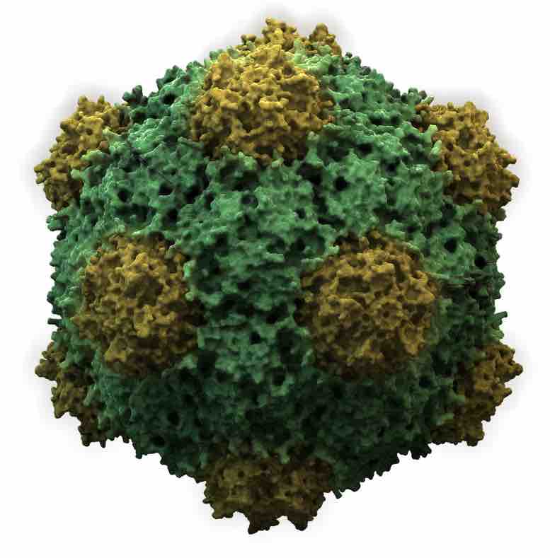 The structure of the icosahedral cowpea mosaic virus