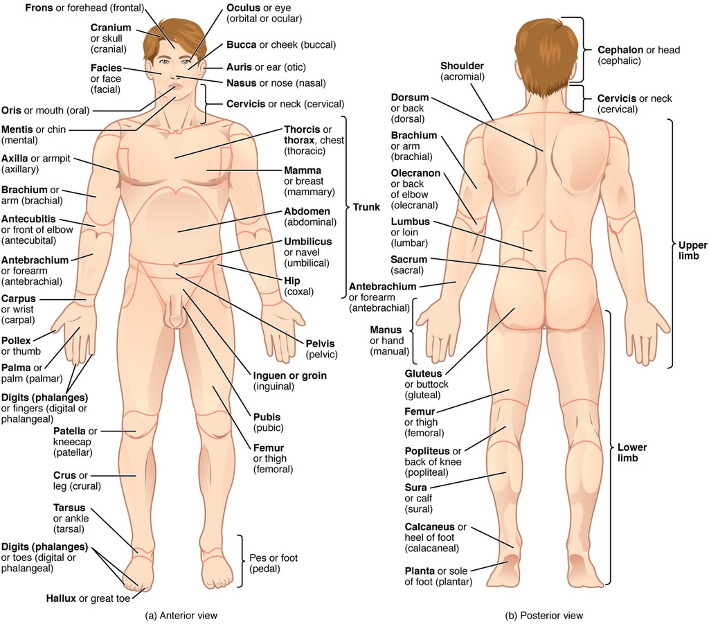 Standard anatomical position