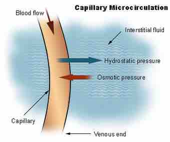 Capillary microcirculation