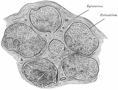 Cross-section of a nerve