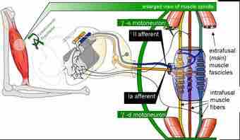 Muscle spindle model