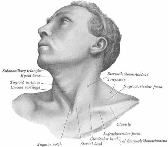 Position of the hyoid bone in the neck