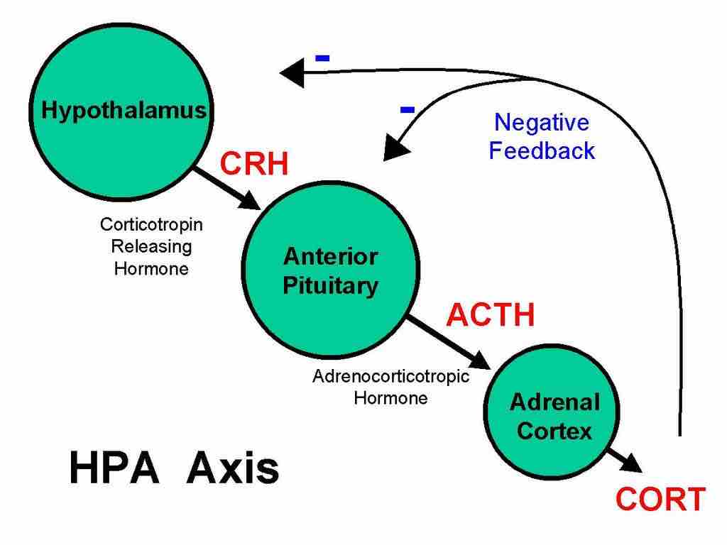 Mechanism of stress and stress response