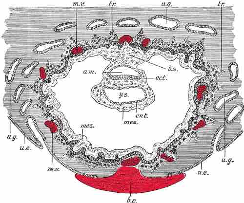 Extraembryonic coelom or chorionic cavitiy