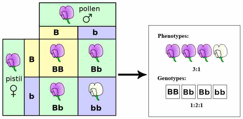 Appearance and genetic makeup of garden pea plant flowers