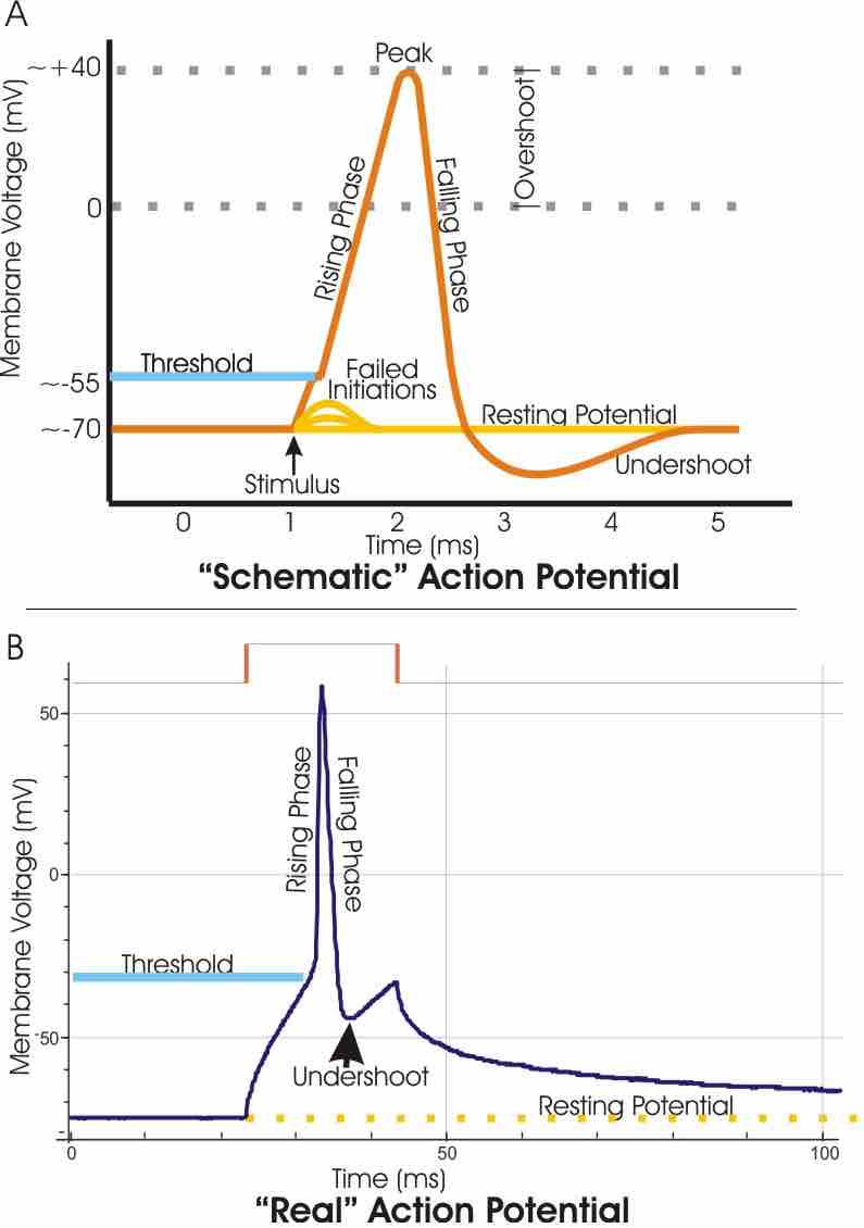 Action potential