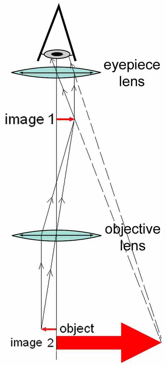 Diagram of a Compound Microscope