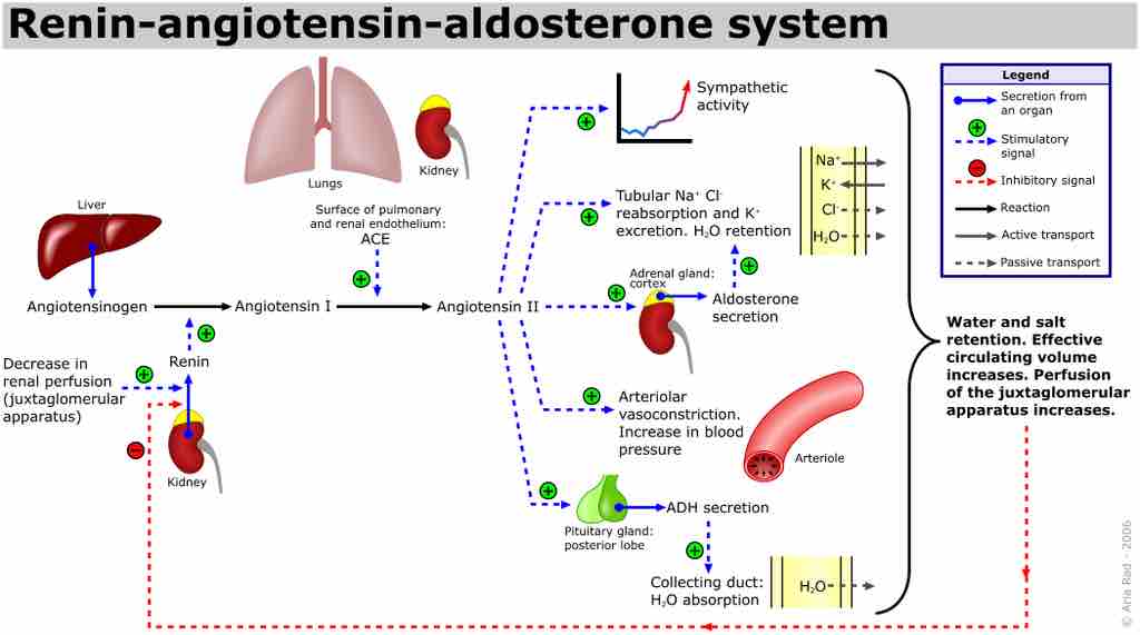 Renin-angiotensin-aldosterone system