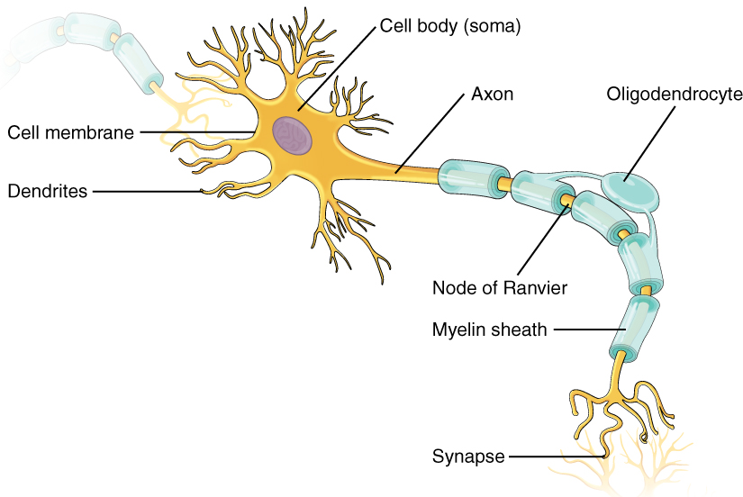 Neuron in the central nervous system