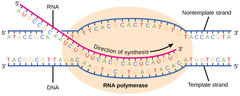 Elongation in prokaryotes