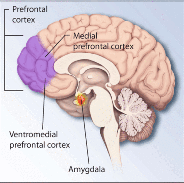 Regions of the brain associated with stress and PTSD