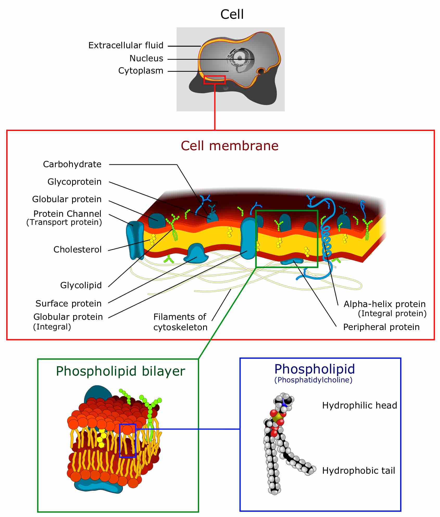 The plasma membrane