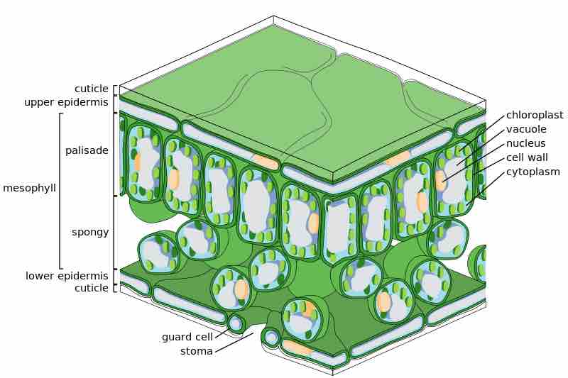 Structure of a leaf (cross-section)