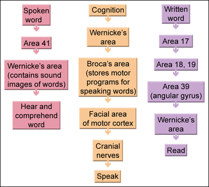 Language and the brain