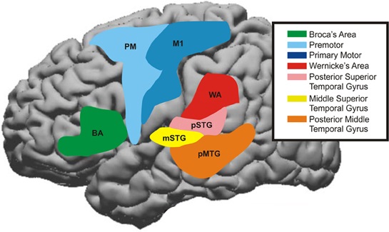 Language and the brain