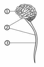 The central nervous system